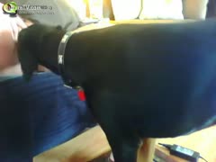 Dog eats a woman s fat pussy